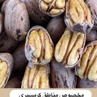 نهالستان پیش از 250 رقم نهال تولید میکونیم