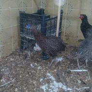 فروش سه جفت قرقاوول