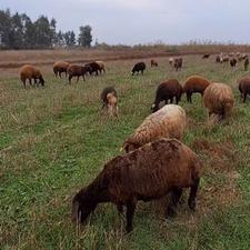 گوسفند ابستن افشاری