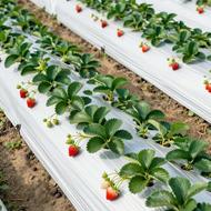 نایلون مالچ جهت کشت گوجه و توت فرنگی