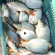 فروش بچه ماهی کپور نژاد تاتا