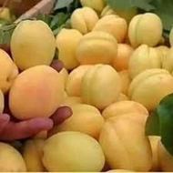 درخت زردآلو انبه ای، نهال زردالو، نهالستان