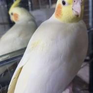 عروس هلندی نر و ماده