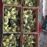 جوجه غاز دورگه محلی