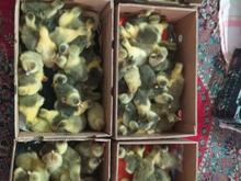 جوجه غاز دورگه محلی در شیپور