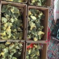 جوجه غاز دو سه روزه