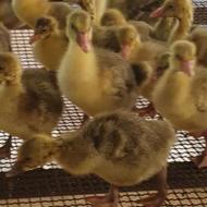 جوجه غاز یک‌ماهه