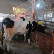 3 راس گاو و گوساله 1 راس گاو آبستن