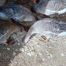 غاز نر و ماده