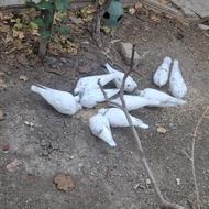 تعداد 9عدد کبوتر به فروش میرسد