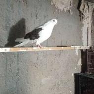 تعدادی کبوتر