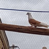 .کبوتر .زردی. سرور