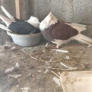 کبوتر شازده