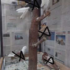 قفس بزرگ فلزی