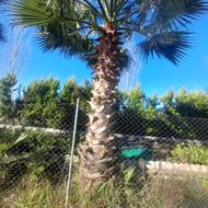 پالم واشنگتن در ابعاد مختلف