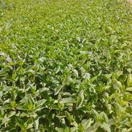 فروش نعنا خشک و عرق نعنا خانگی