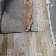 واگذاری گربه