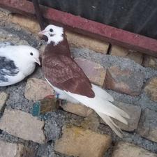 کبوتر پرشی توضیحات کامل بخونید