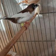 فنچ نژاد بنگالی زیبا خاص سالم