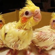 عروس هلندی سرلاکی به همراه مکمل