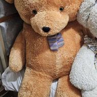 دو عدد تدی بزرگ