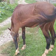 اسب ترکمن 3به4قد157