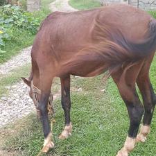 اسب ترکمن 3به4قد157