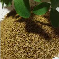 بذر یونجه محلی