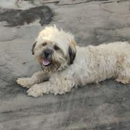 سگ ردیف کامل واکسن زده شناسنامه هم داره