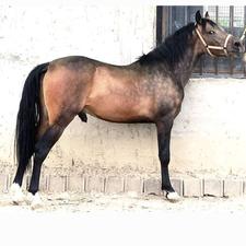 حیوانات اسب