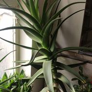 فروش تعدادی گل و گلدان