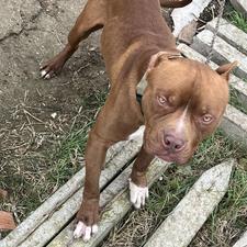 واگذاری سگ پیتبول