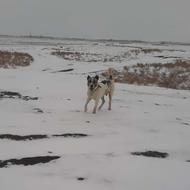 سگ سرابی نگهبان واگذاری