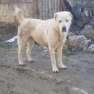 واگذاری سگ افغان گوسفندی