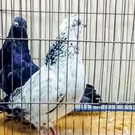 کبوتر پرشی سو دار کد 2