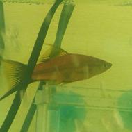 ماهی دم شمشیری ماده مولد