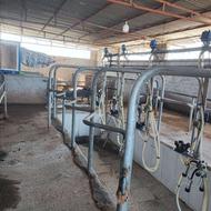 نیازمند کارگر گاوداری شیری هستم