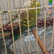 مرغ عشق یک جوفت با قفس