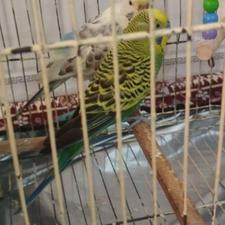 مرغ عشق یک جوفت با قفس