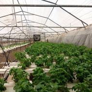 کود های گابرینی