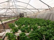 کود های گابرینی در شیپور