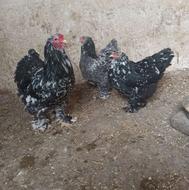 تخم نطفه دار برهما بلک متلد