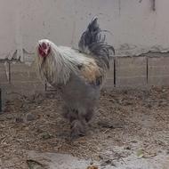 مرغ و خروس برهما