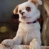 واگذاری سگ اشپیتز پامر ماده