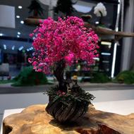 بنسای ساکوری ژاپنی