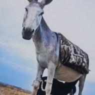 الاغ سالم سرحال مقطوع