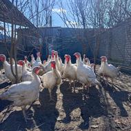 بوقلمون بیوتی