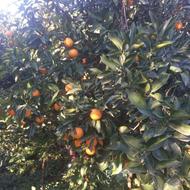 پرتقال کوهی برگی