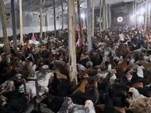 فروش نیمچه مرغ و خروس 115 روزه در شیپور