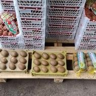 فروش کیوی هایوارد طلایی صادراتی